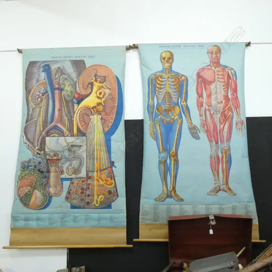 2 ANATOMICAL CHARTS; SKELETON & MUSCULATURE / UROGENITAL SYSTEM