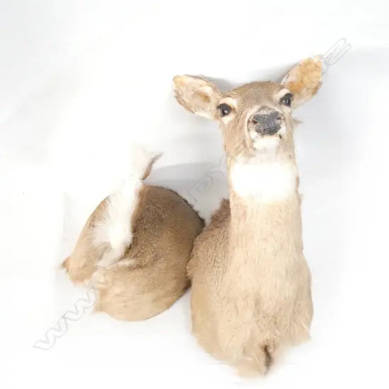 TAXIDERMIED DOE DEER HEAD AF + TAIL END