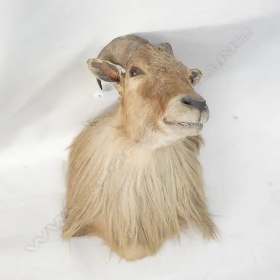 TAXIDERMIED TAHR HEAD L.560mm