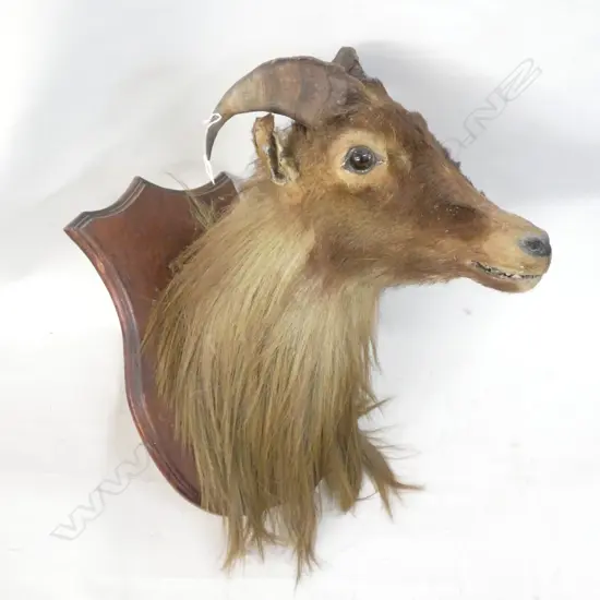 TAXIDERMIED TAHR HEAD AF H.480mm