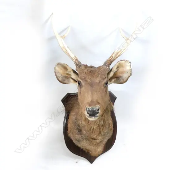 6 POINTER STAG HEAD H.1000mm