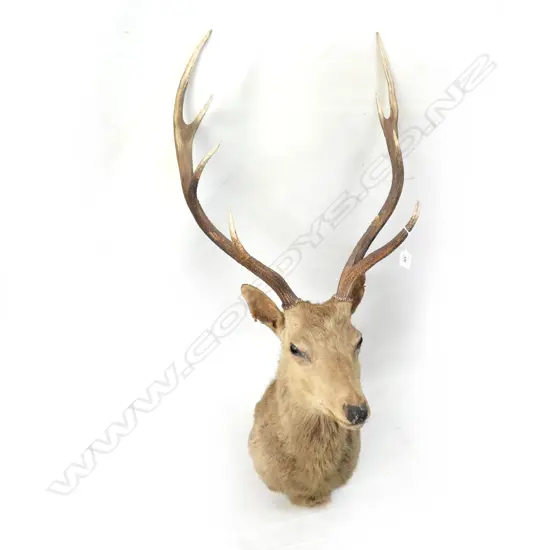 TAXIDERMIED 8 POINTED STAG HEAD H.1200mm