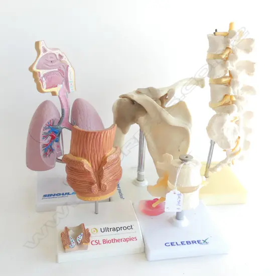 5 ANATOMICAL MODELS; LUNGS, SPINE, SHOULDER ETC