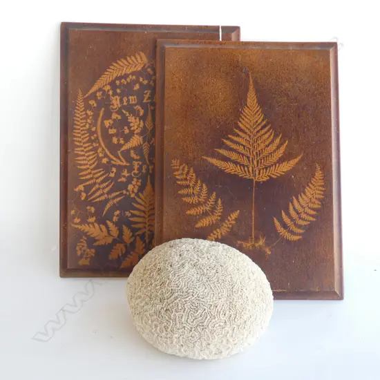BRAIN CORAL W.170mm + COLONIAL WOODEN FERN PRESS COVERS H.350mm
