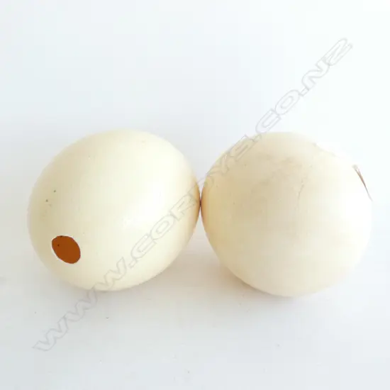 2 OSTRICH EGGS H.130mm