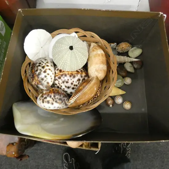 BOX LOT SHELLS / POLISHED STONES 