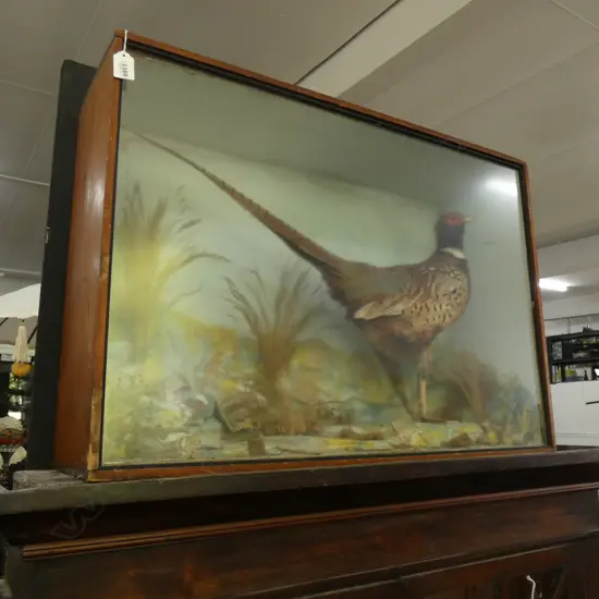TAXIDERMIED PHEASANT IN DISPLAY CASE...