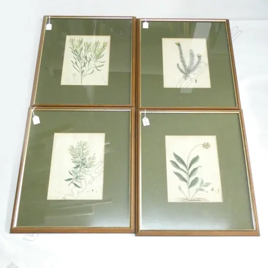 4 BOTANICAL PRINTS; PROTEAS ETC 260x195mm