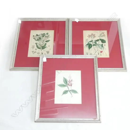 3 BOTANICAL PRINTS 250x185mm