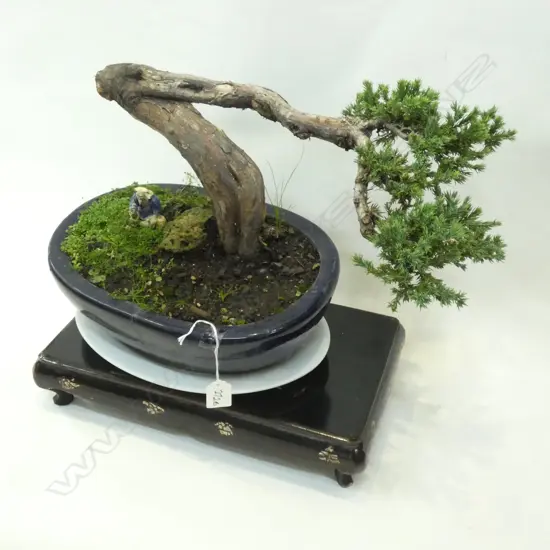 40 YR OLD BONZAI PLANT IN PLANTER TORTURURED TRUNK