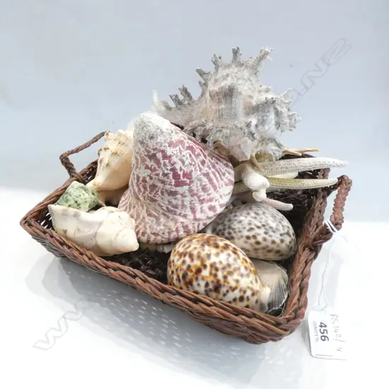 TRAY ASST. SHELLS ETC