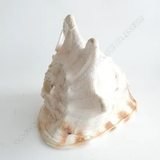CONCH SHELL W.195mm