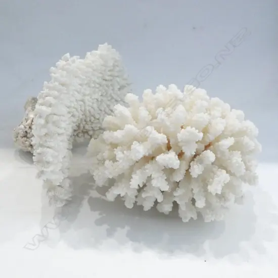 2 PCES WHITE CORAL W.190mm
