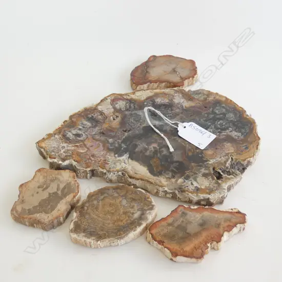 5 PCES FOSSILISED WOOD W.210mm