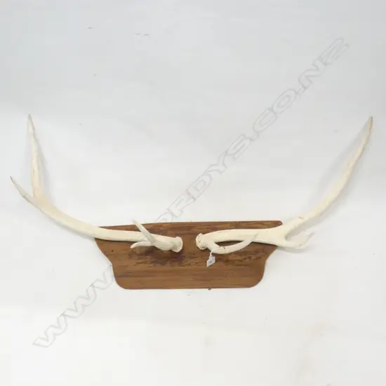 MOUNTED DEER STAG HORNS W.880mm