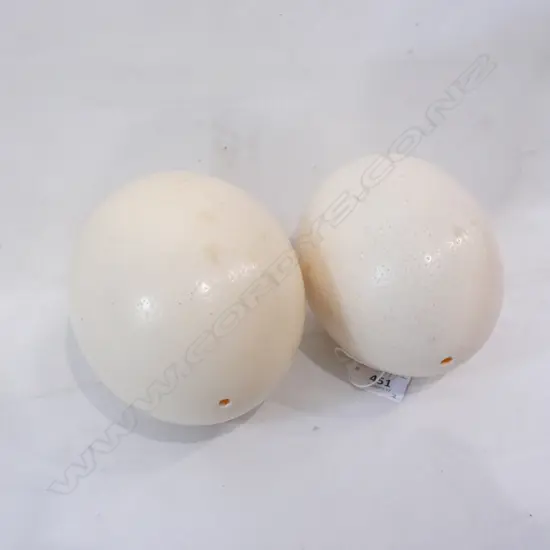 2 OSTRICH EGGS L.150mm