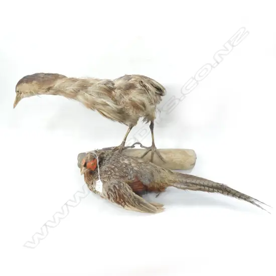 TAXIDERMY BROWN BIRD ON LOG (L590MM) & PHEASANT (L 570MM) - SOME AGING