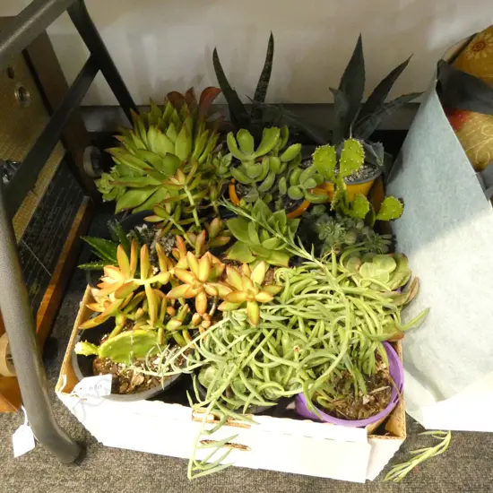 BOX LOT ASST SUCCULENTS 