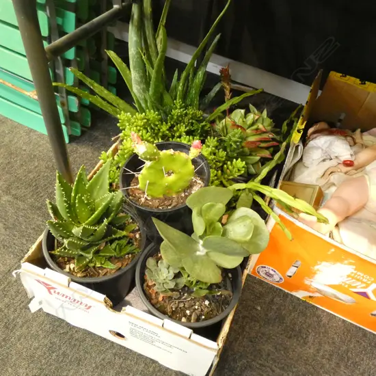 BOX LOT ASST. SUCCULENTS 