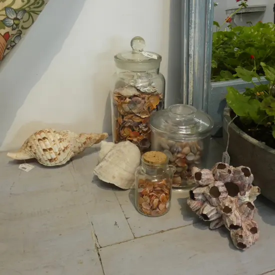 3 JARS OF SHELLS H.300mm + 3 LARGE SHELLS L.250mm