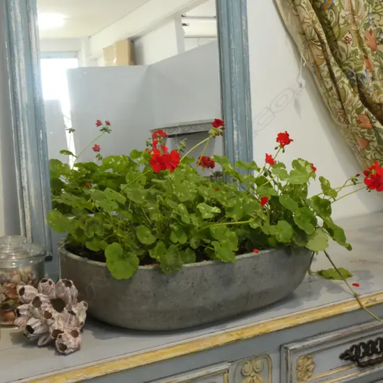 POTTED RED GERANIUMS W.600mm
