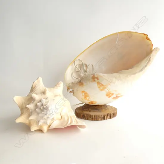 SHELL LAMP H.290mm + SHELL