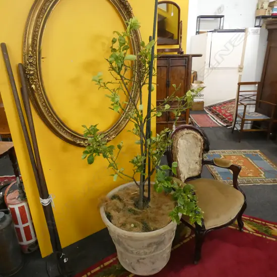 LIME TREE IN POT