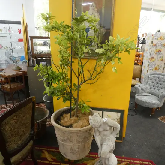 LIME TREE IN POT