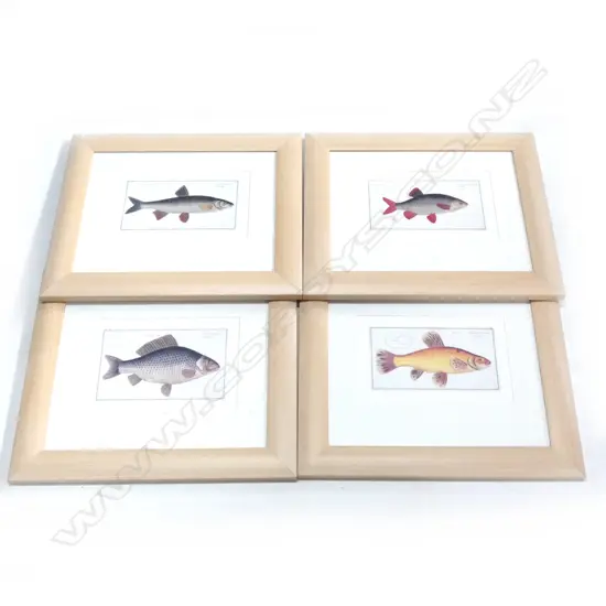 4 FISH PRINTS; MARCUS ELISER BLOCH c.1790 130x230mm
