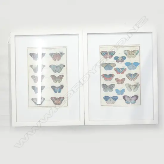 PR FRAMED BUTTERFLY PRINTS 295x190mm