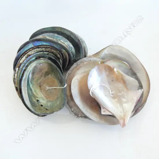 7 OYSTER SHELLS (1 w. 2 MABE PEARLS) + 8 PAUA SHELLS 