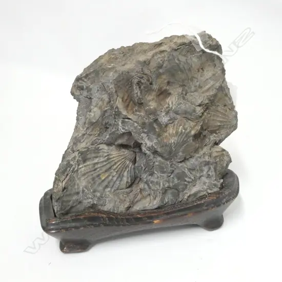 SCHOLARS ROCK FEATURING SCALLOP FOSSILS. MULBERRY WOOD STAND H178 W185mm