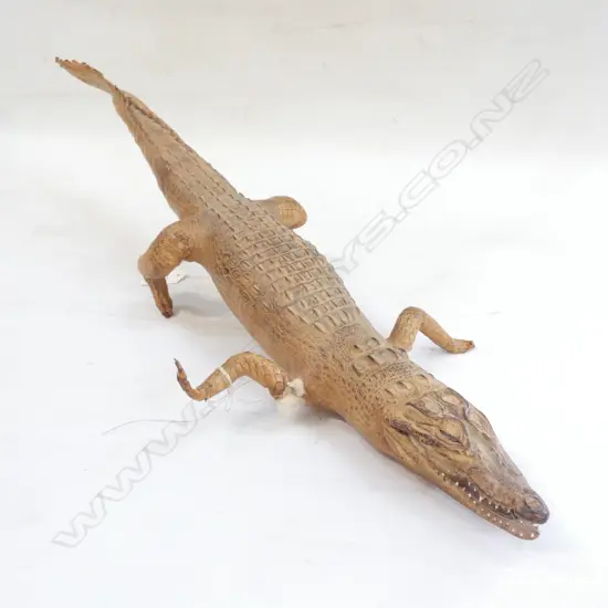 TAXIDERMY BABY ALLIGATOR L 655MM -2 FRONT LEGS NEED REPAIR