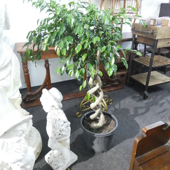 FICUS BENAMINA PLANT w. ENTWINED TRUNK H.1300mm