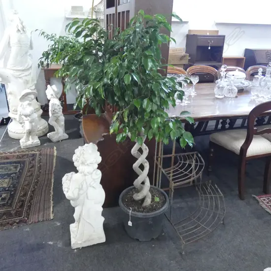 FICUS BENAMINA PLANT w. ENTWINED TRUNK H.1400mm