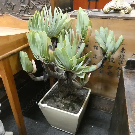 CACTUS POT PLANT H.1000mm