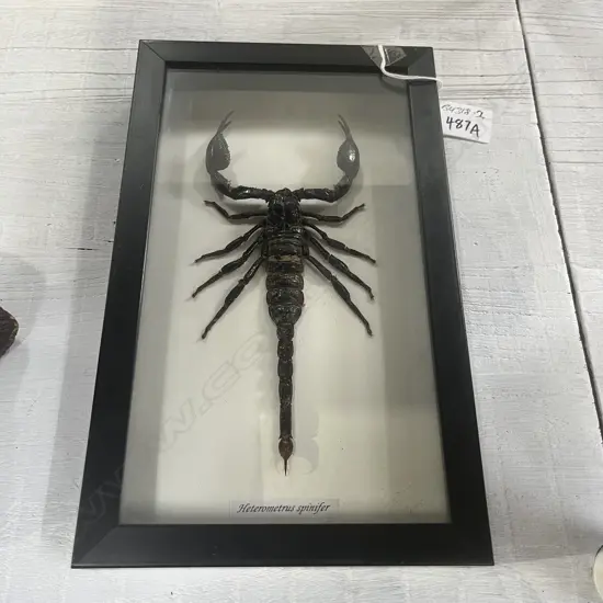 LARGE SCORPION 'HETEROMETRUS SPINIFER BLACK FRAMED non cites see verso H.255mm