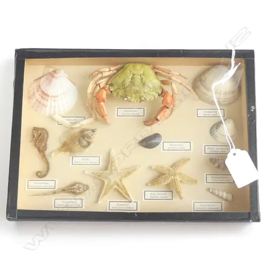 VINTAGE GLASS DISPLAY BOX EUROPEAN TAXIDERMY SEA ANIMALS; SEAHORSE, CRAB, STARFISH ETC..