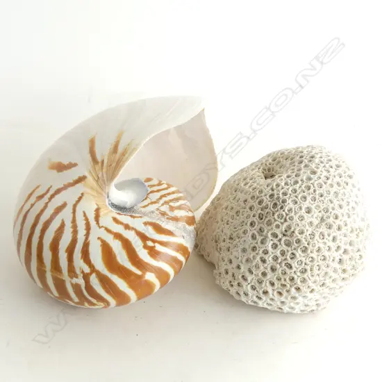 (11) NAUTILUS SHELL 140X160MM & SECTION OF BRAIN CORAL