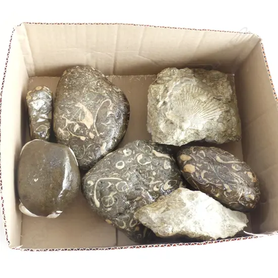 BOX FOSSILISED SANDSTONES & ROCKS 