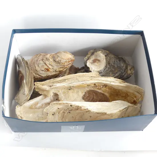 BOX FOSSILISED SHELLS 