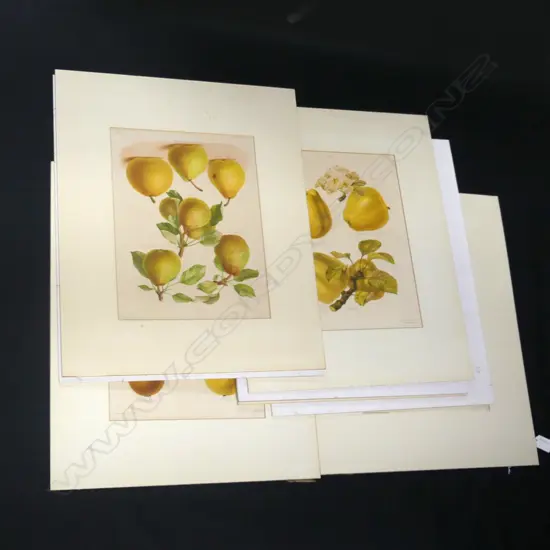 SET OF 8 CHROMOLITHOGRAPHS OF FRUIT, G SEVEREYNS 19thC, UNFRAMED. 345 x 260mm