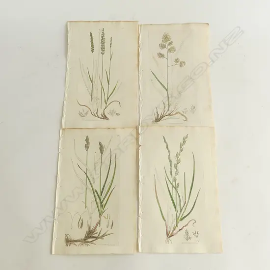 4 JAMES SOWERBY HAND COLOURED BOOK PLATE ENGRAVINGS PUBLISHED 1795 FLOWERING GRASSES