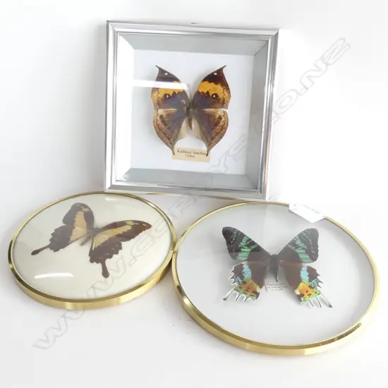 3 FRAMES OF 3 COLOURFUL TAXIDERMY BUTTERFLIES LARGEST DIA 180MM