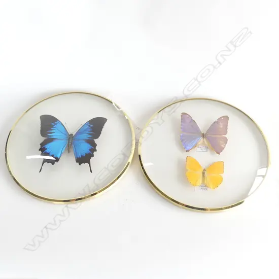 2 ROUND FRAMES OF 3 COLOURFUL TAXIDERMY BUTTERFLIES DIA 200MM