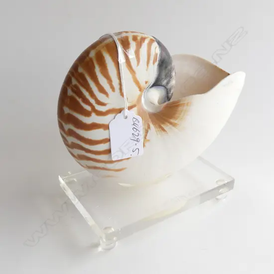 NAUTILUS SHELL MOUNTED ON PERSPEX BASE H.150mm