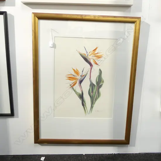 JAN BECK BIRD OF PARADISE PRINT 18/100 550x410mm