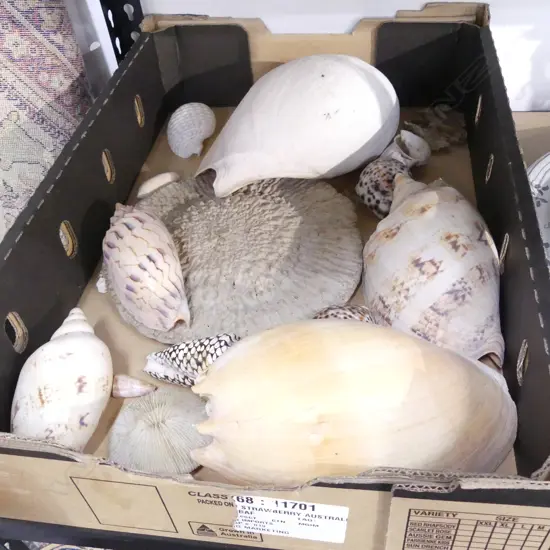 COLLECTION ASST. SHELLS 