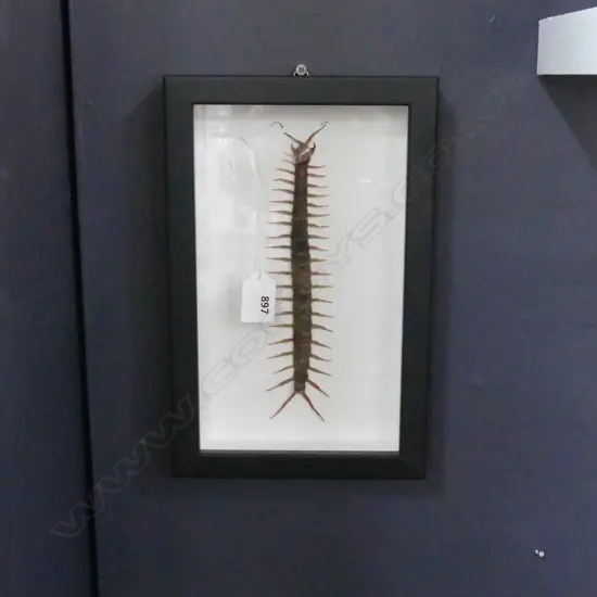 FRAMED VIETNAMESE CENTIPEDE 245x145mm