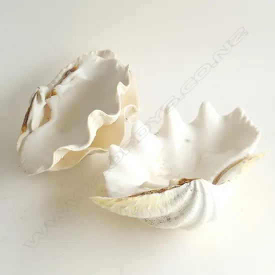 4 LARGE WHITE CLAM SHELLS W.225mm